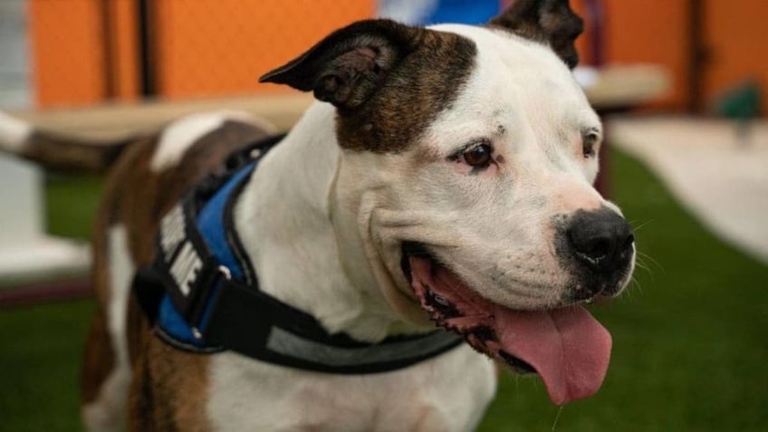 A dog with tongue hanging out of mouth