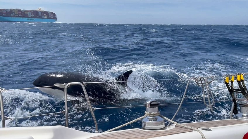 orcas in the water