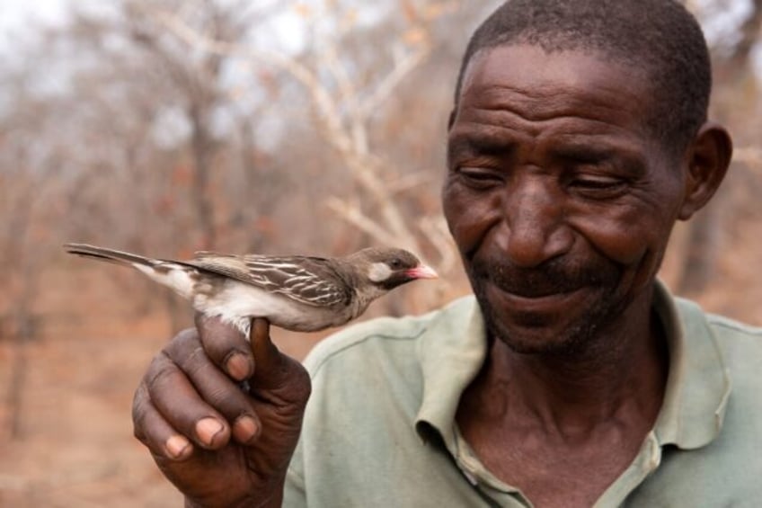 wild birds analyze grunts whistles made by human honey hunters