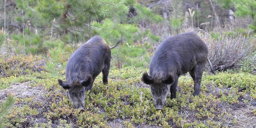 wild boar killed after attacking woman teenage boy in hong kong train station