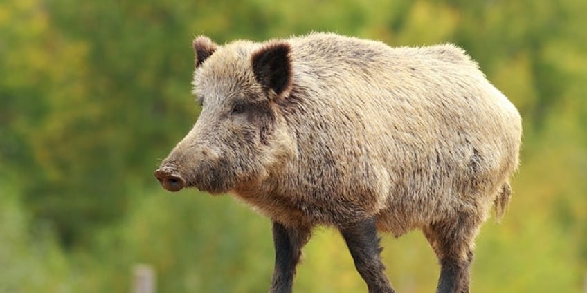 wild boar killed after attacking woman teenage boy in hong kong train station