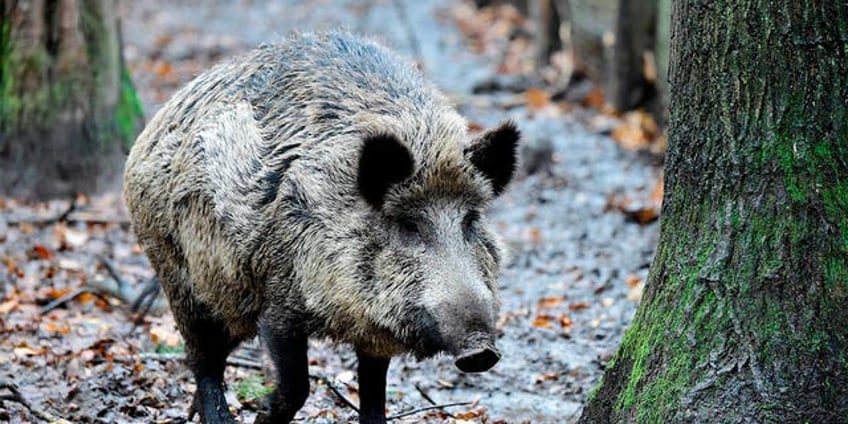 wild boar killed after attacking woman teenage boy in hong kong train station