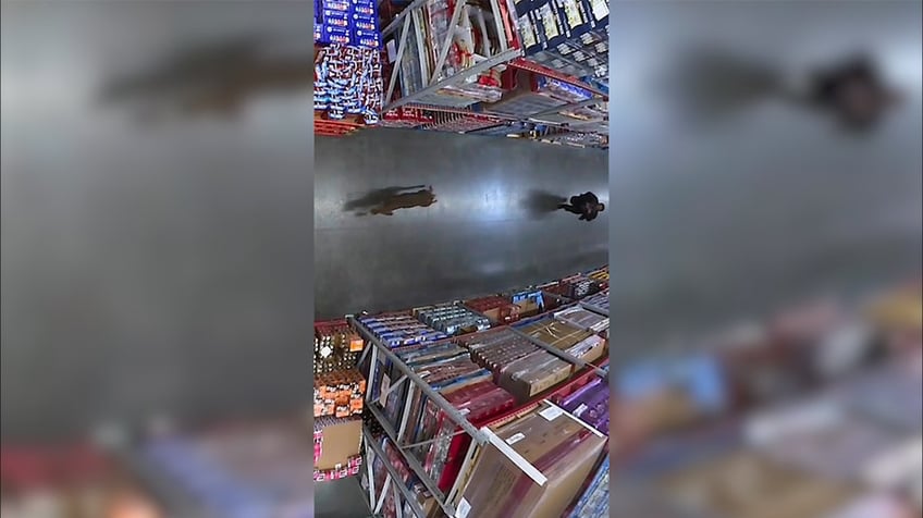 wild deer runs loose inside california sams club video shows