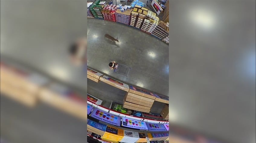 wild deer runs loose inside california sams club video shows