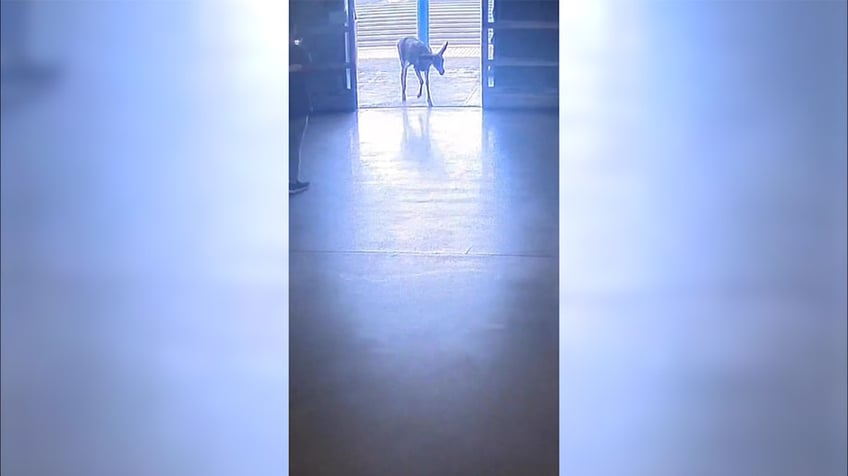 wild deer runs loose inside california sams club video shows