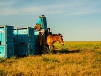 Wild horse species returns to the Kazakh steppes