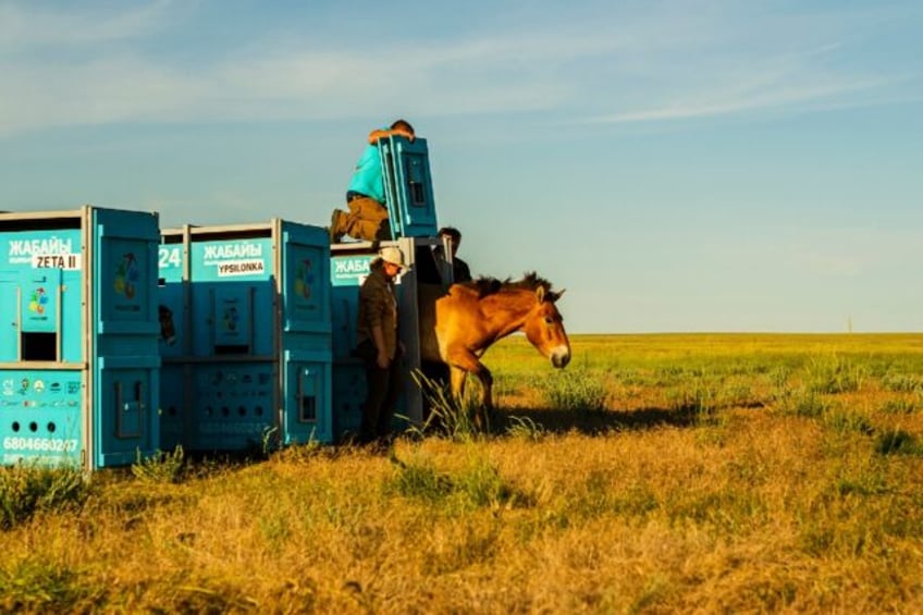 The horses emerge after20 hours in containers and are the first of 40 to be released into