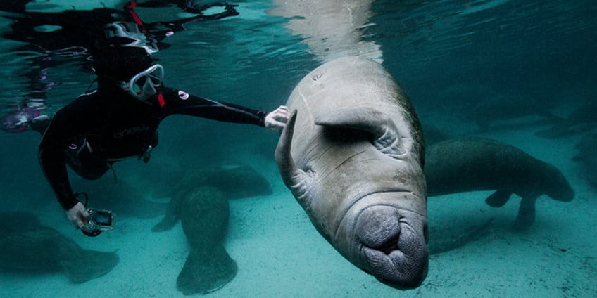 wild manatee sex rituals spark issues for florida police if you see this no you didnt