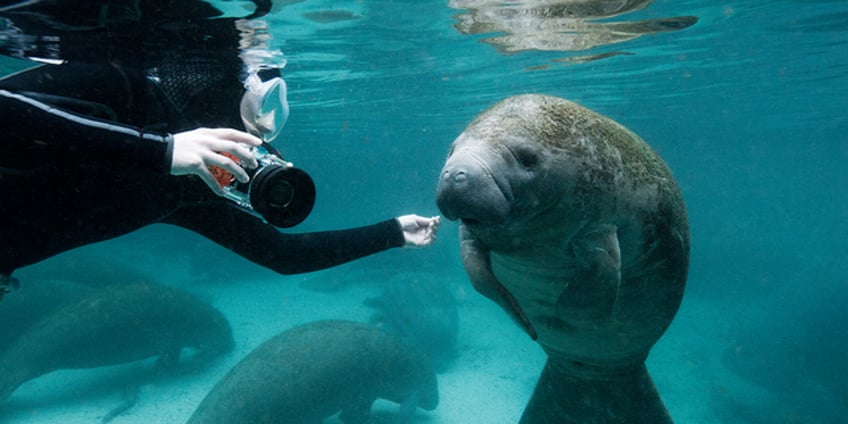 wild manatee sex rituals spark issues for florida police if you see this no you didnt