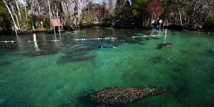 wild manatee sex rituals spark issues for florida police if you see this no you didnt