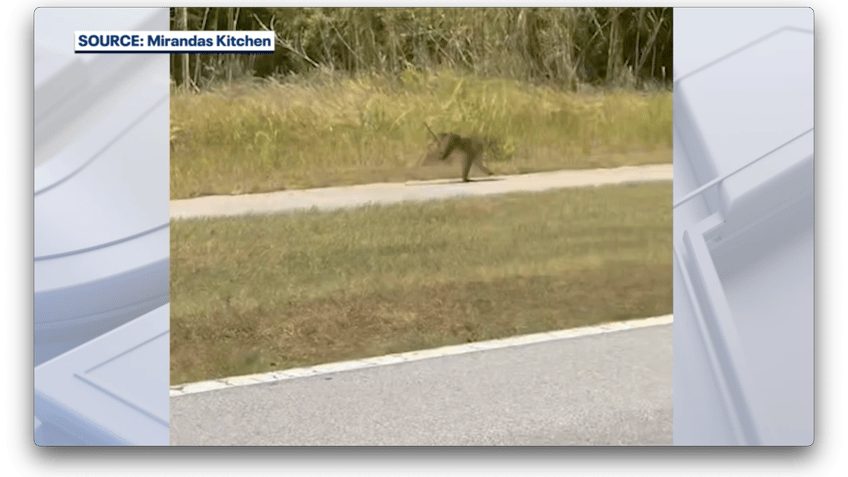 Monkey on Florida sidewalk