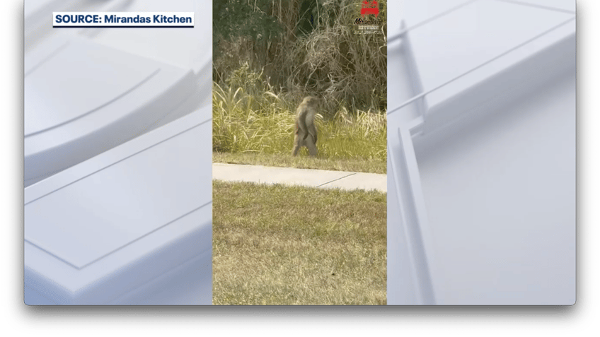 FL monkey on hind legs