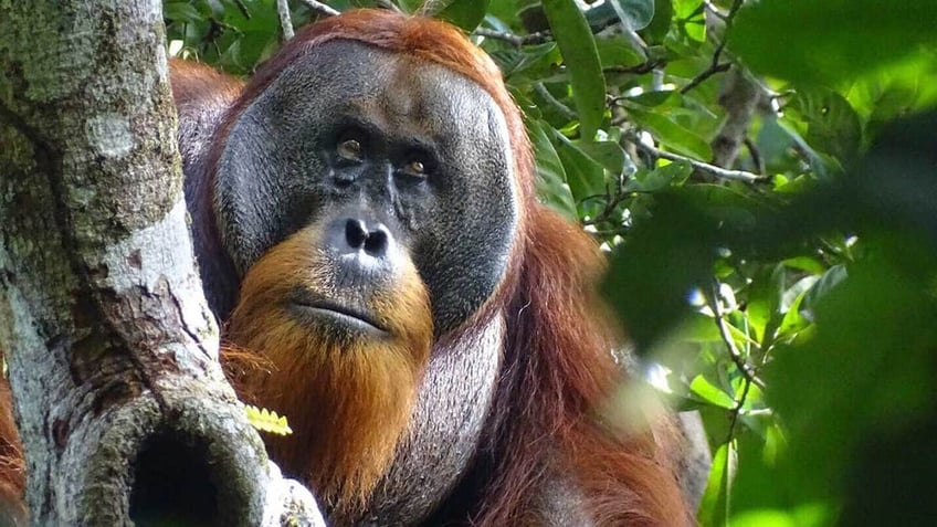 Rakus the orangutan