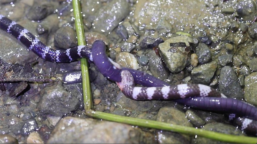 snakes biting meal