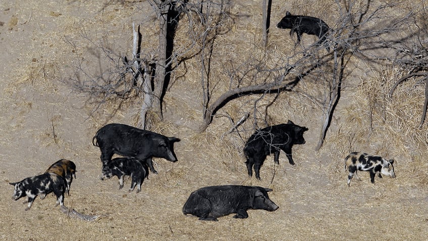 wild super pigs in canada are spreading out of control and may soon threaten the us