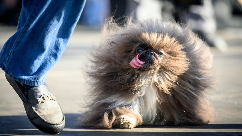 World's Ugliest Dog Wild Thang