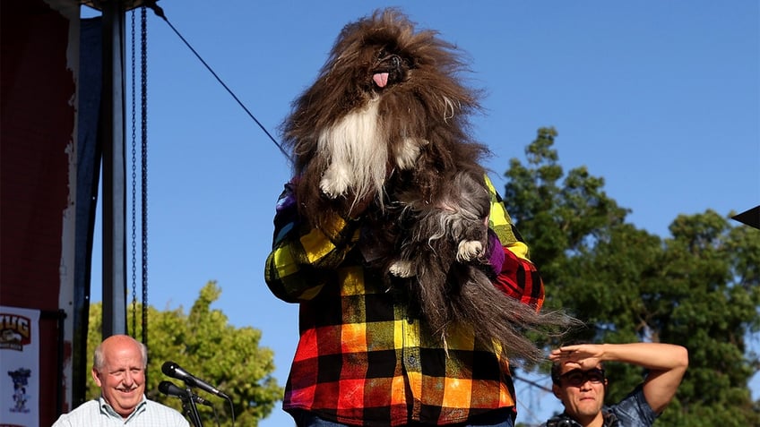 Owner holds World's Ugliest Dog Wild Thang