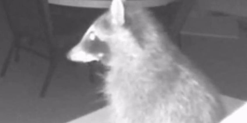 wild wisconsin raccoon breaks into church ransacks building and is caught on camera little rascal