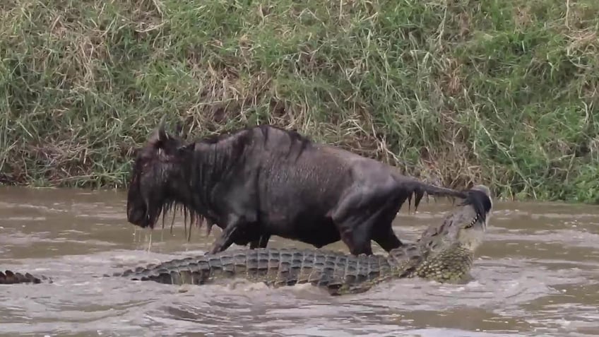 wildebeest fights for its life as determined crocodile attacks all caught on video by tour guide