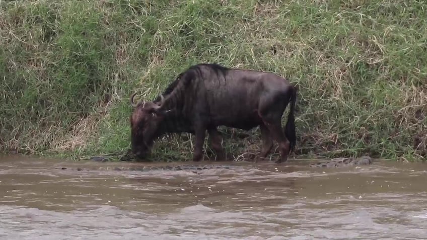 wildebeest fights for its life as determined crocodile attacks all caught on video by tour guide