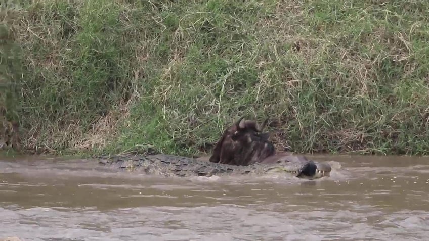 wildebeest fights for its life as determined crocodile attacks all caught on video by tour guide