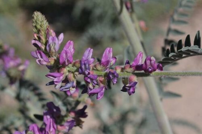 wildfire woes california regulators halted palisades fire prevention project to save rare shrub