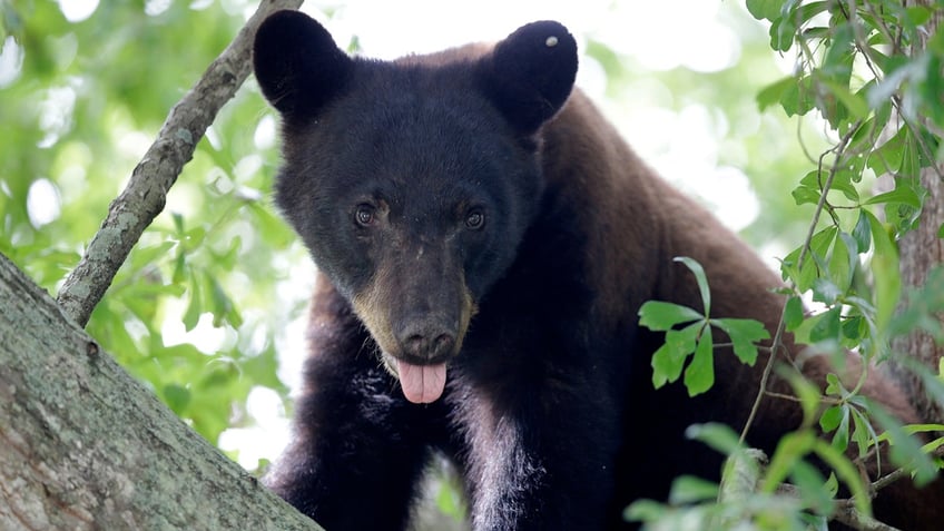 Louisiana black bear