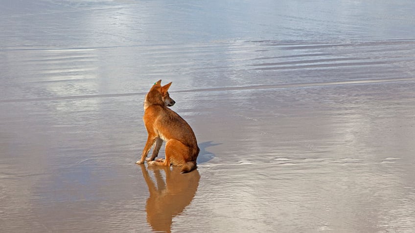 wildlife authorities kill dingo pack leader that mauled jogger on island in australia