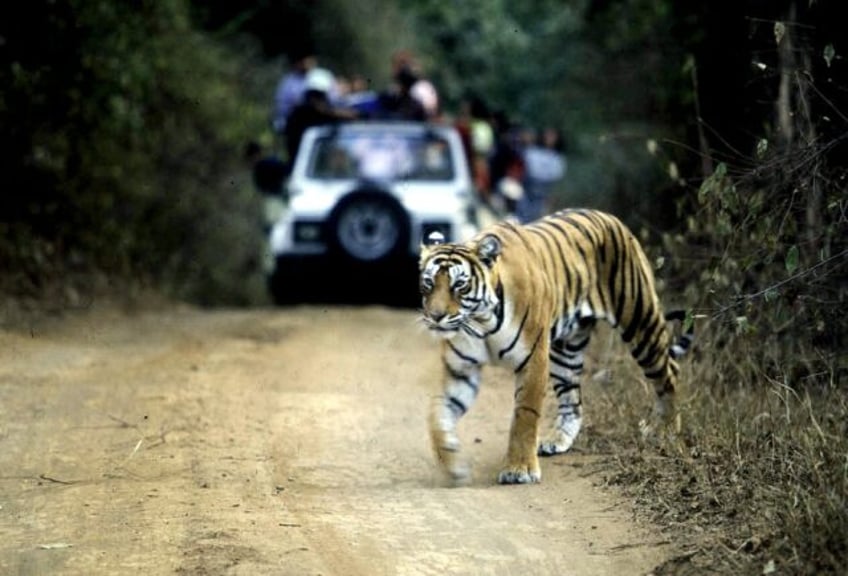 Technology intended to protect tigers in an Indian forest have sometimes been turned on wo