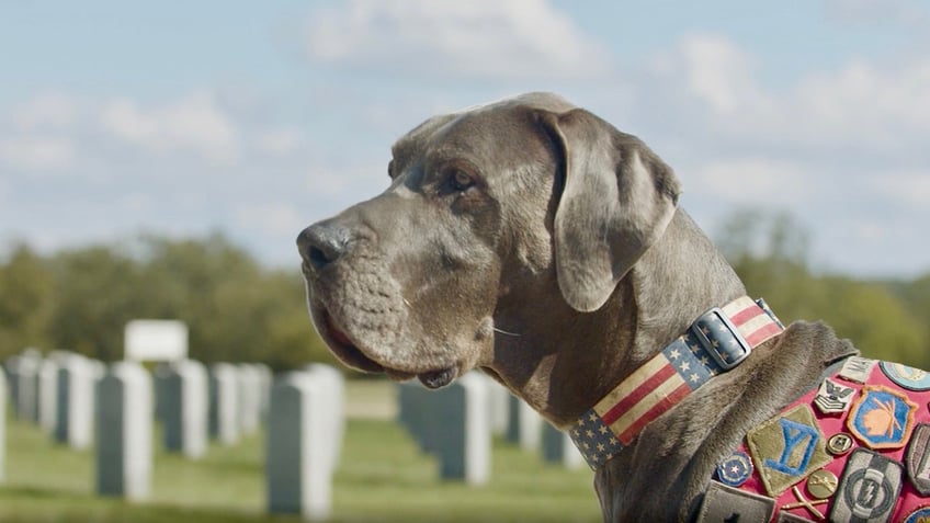 winner winner american humane announces its 2023 hero dog award recipient