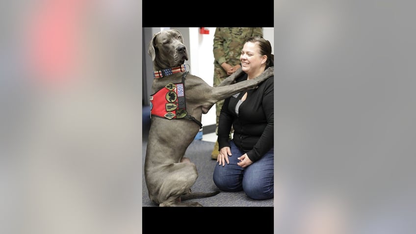 winner winner american humane announces its 2023 hero dog award recipient