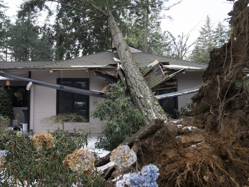 A tree rests on a home after a storm moved through the area on Tuesday, January 16, 2024, in Lake Oswego, Oregon. (Jenny Kane/AP)