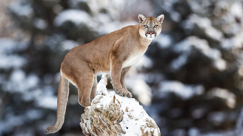 wisconsin declines to charge bow hunter who killed cougar in self defense