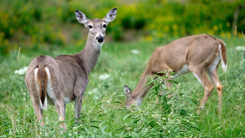 wisconsin deer farm infected with fatal brain disease