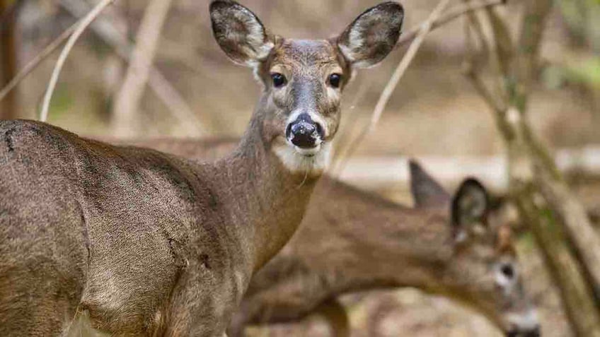 wisconsin deer farm infected with fatal brain disease
