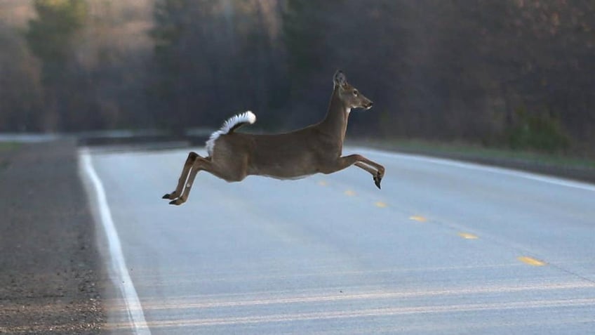 wisconsin deer hunts underwhelming opening weekend blamed on warm weather lack of snow