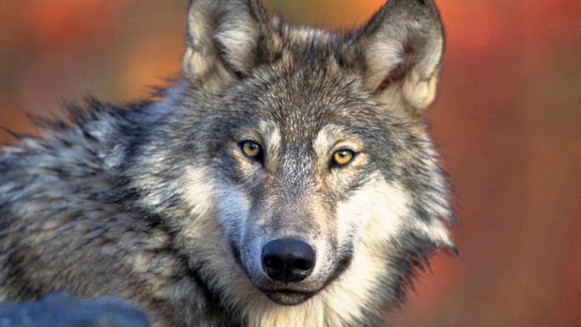 Wolf-Hunt-Lawsuit