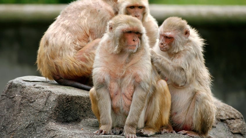 Rhesus monkeys