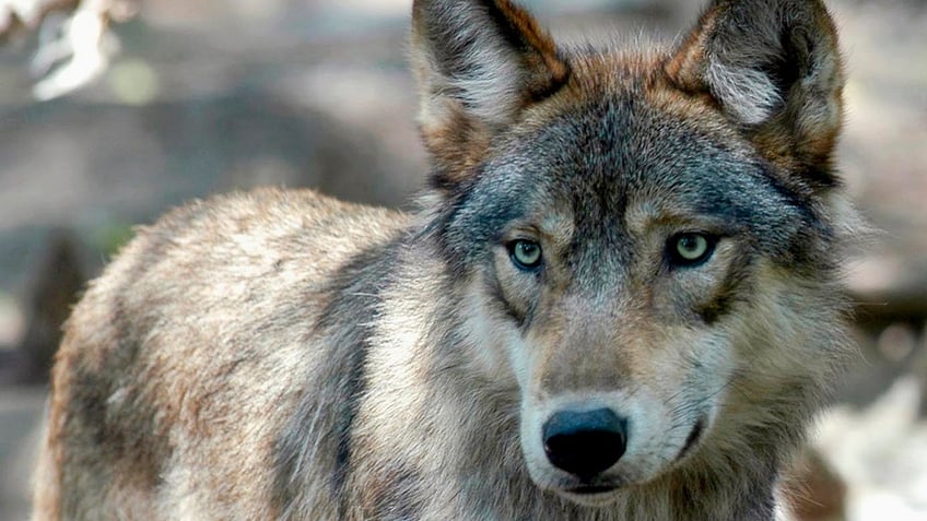 wisconsin officials pass new wolf management plan but population goal absent