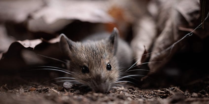 wisconsin prison continues to battle ongoing mice infestation according to advocacy group