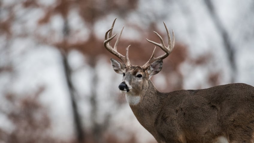 wisconsin reports 18 deer kill decline this hunting season