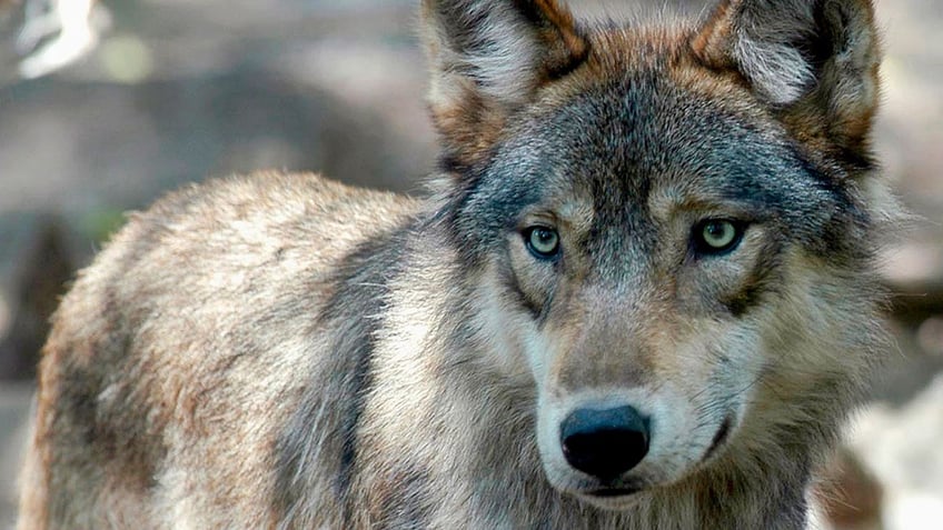 wisconsin senate to pass gop bill to set wolf hunting goal