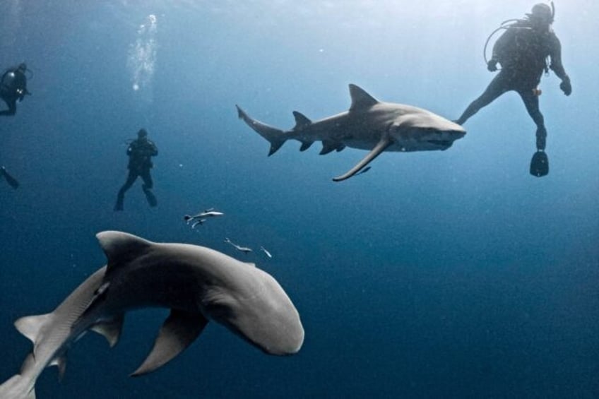 Lemon sharks swim close to a group of divers off Jupiter, Florida, the US state now seen a