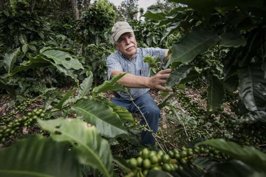 with global coffee production under threat farmers seek new solutions