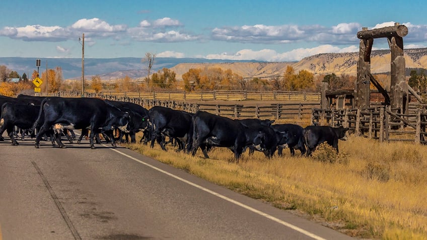 Cattle cross highway in Colorado