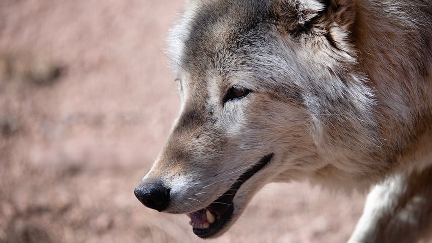 Wolf closeup in Colorado