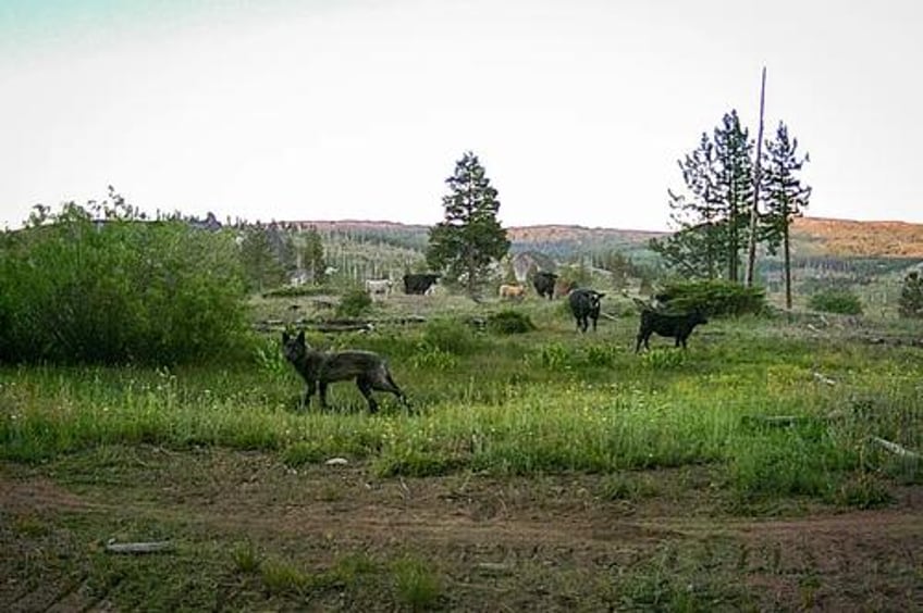 wolves wreak havoc on cattle herds in california