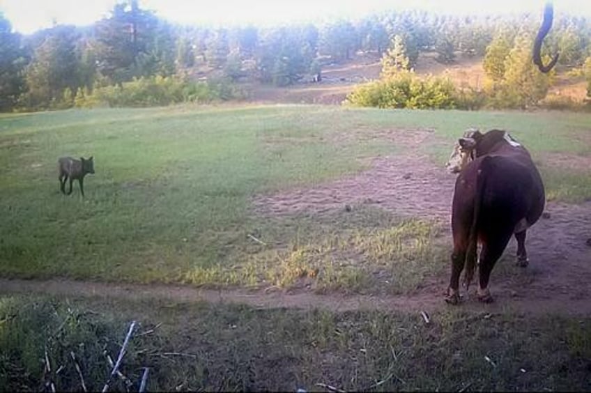 wolves wreak havoc on cattle herds in california