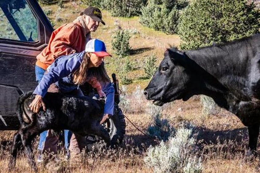 wolves wreak havoc on cattle herds in california