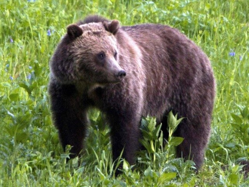 woman dies after apparent grizzly bear attack on montana trail